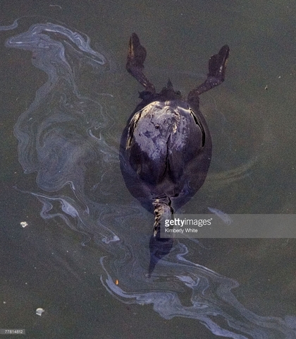 San Francisco Oil Spill
