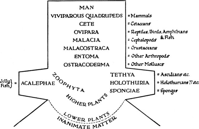 Aristotle describes life with the Scala Naturae