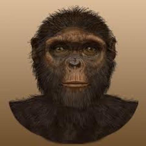 Ardipithecus Ramidus