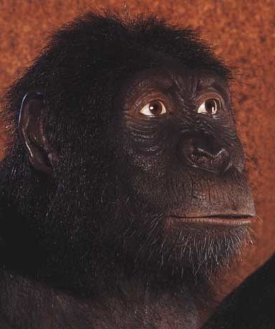 Australopithecus anamensis