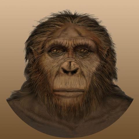 Paranthropus aethiopicus