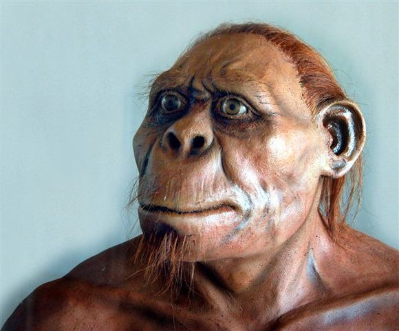 Australopithecus africanus