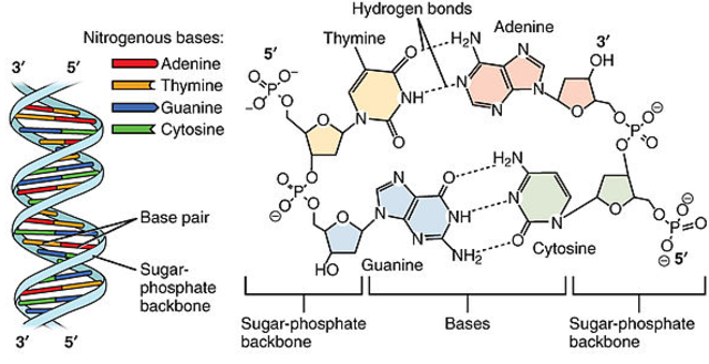 The Sanger Technique is developed