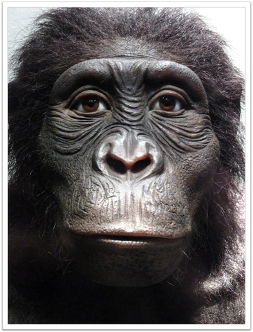 Australopithecus Anamensis