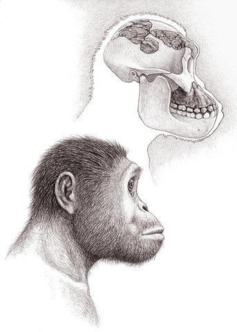 Paranthropus Aethipicus