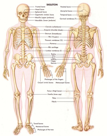New Human Anatomy Theory