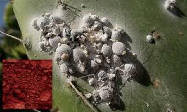 La cochinilla tiene su mayor auge