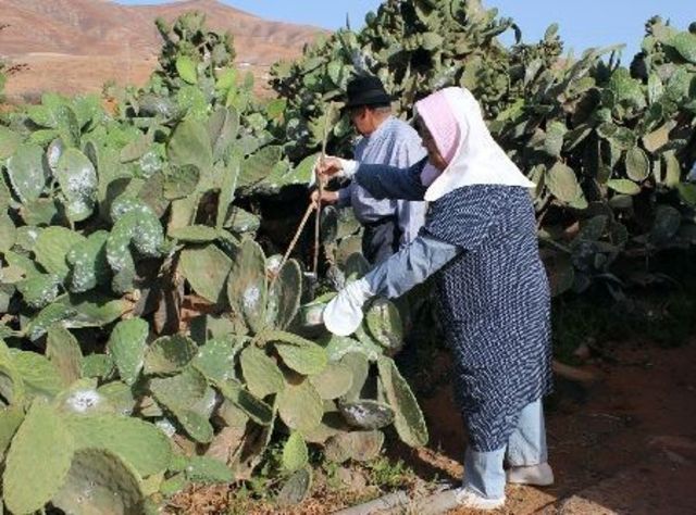 Decaimiento de la cochinilla