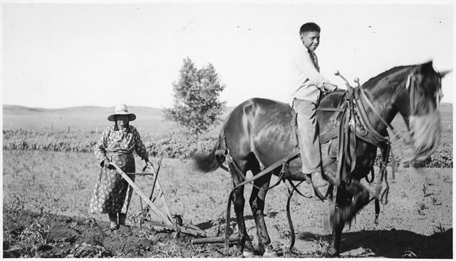 More effective use of animals