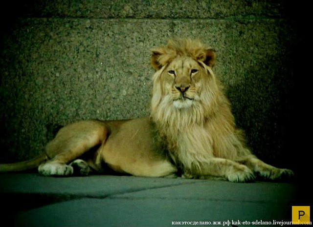 Потеря льва для семьи Берберовых