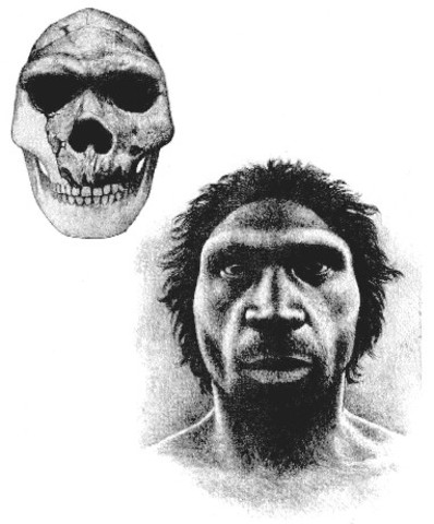 Homo Heidelberguensis