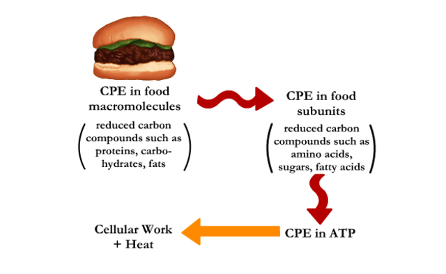 Chemical Potential Energy