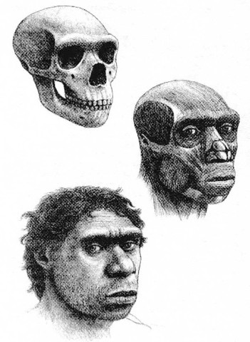 Homo Neanderthalensis