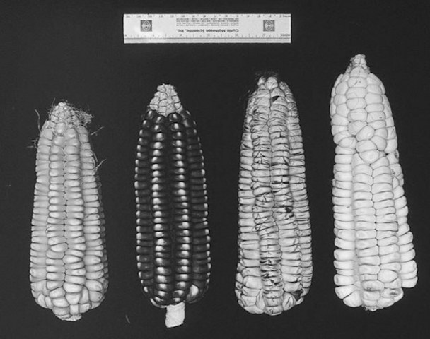 HYBRIDIZED CORN PRODUCED