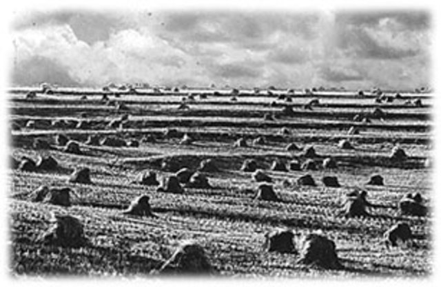 AGRICULTURE BECOMES INCREASINGLY MECHANIZED AND COMMERCIALIZED