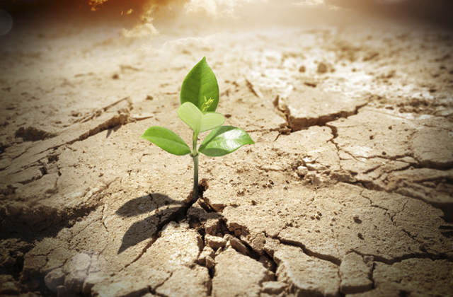 Vladek sees Anja in Birkenau