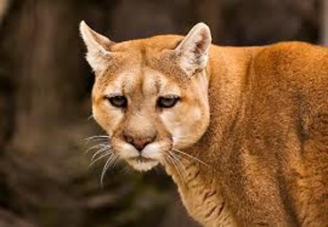 Prendick returns to enclosure