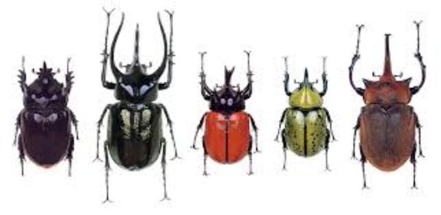 Collection of Beetles