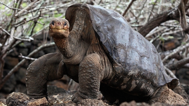 Darwin lands at Galapagos Islands