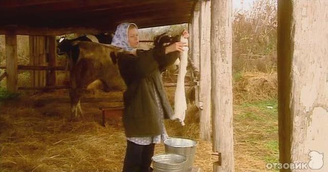 Прощание с коровами