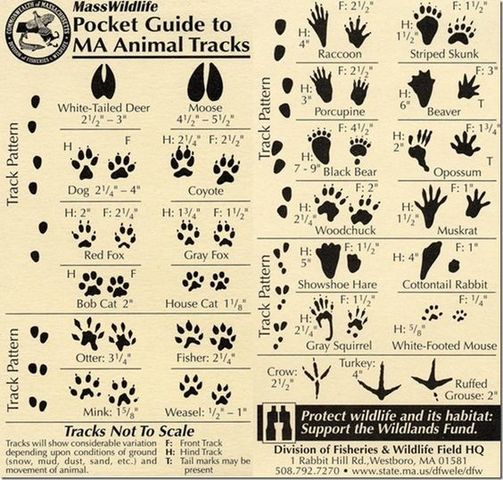 Állatok és növények természetes közegben