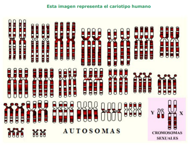 Descubrimiento de la organización de los cromosomas humanos