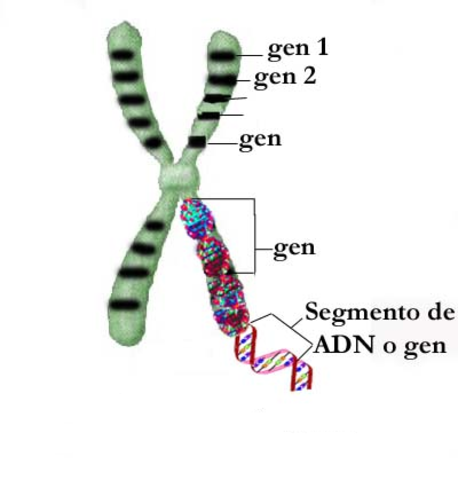 Se descubre que los genes se encuentran en los cromosomas