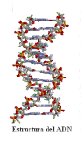 Publicacíon de la estructura del ADN