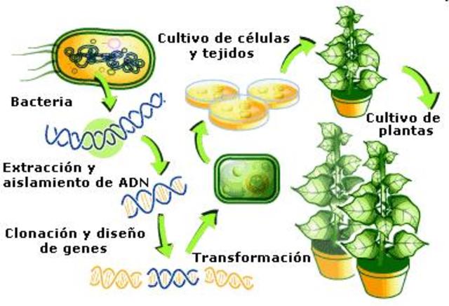 Se diseñan y construyen las primeras plantas transgénicas