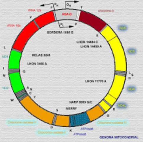 Se enuncia  la secuencia del genoma de la mitocondria humana