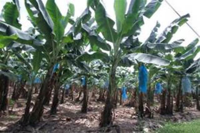 Banana Cultivation