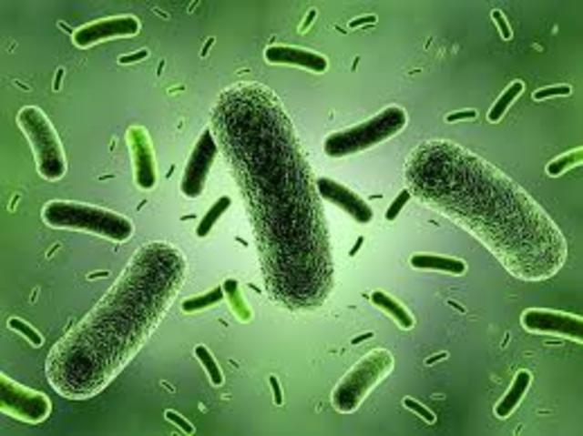 Bacterias