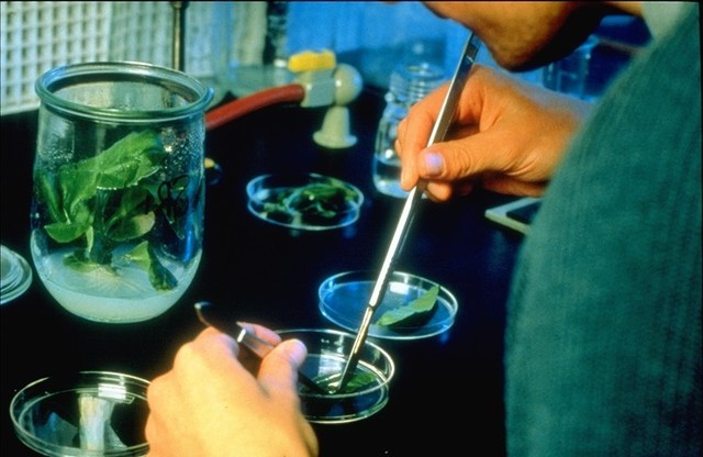 1º Transformación Genética