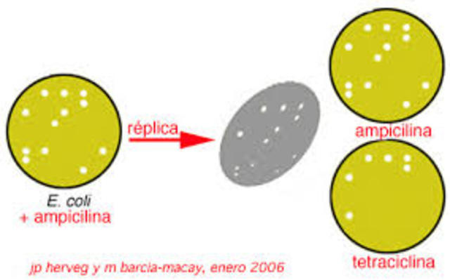 Utilización de plasmidos bacterianos
