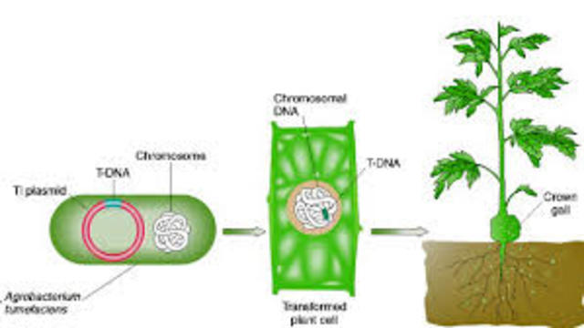 Transgenesis en plantas