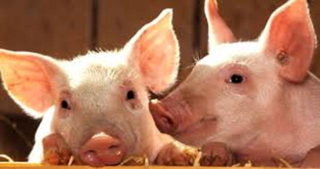 Cerdos transgénicos
