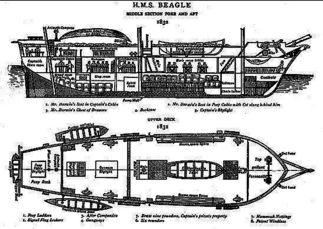 H.M.S Beagle Returns