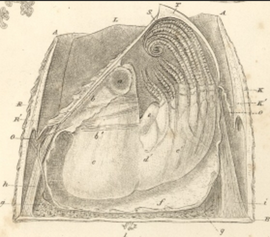The First Cirripedia by Charles Darwin