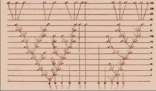 Principle of Divergence: Dominant Species