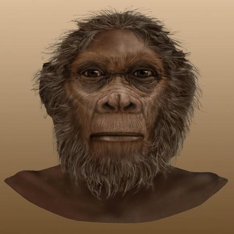 H. HABILIS/H. RUDOLFENSIS