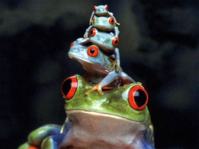 anfibio (milioi urte)