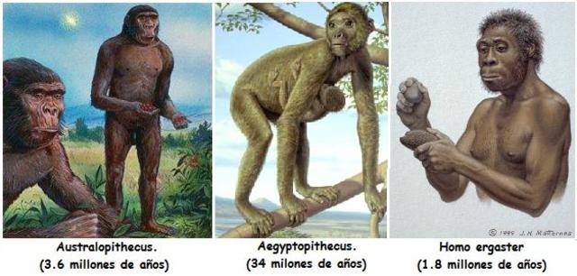 Dinosauroen desagertzea eta lehenengo primateak (milio urte)