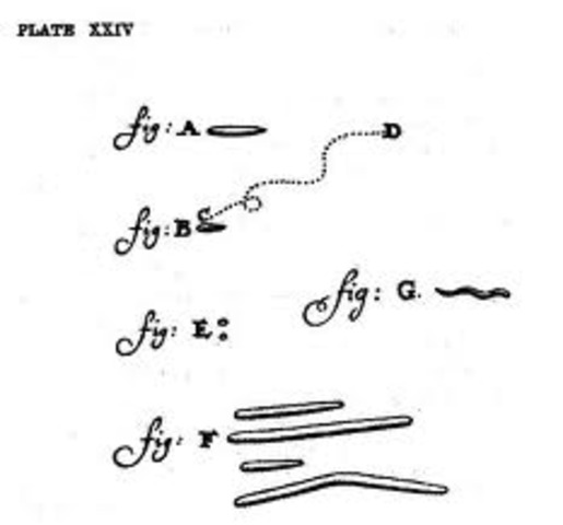 Leeuwenhoek observa bacteris de la seva boca