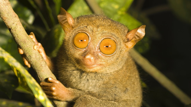 Tarsius