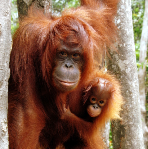 Orangután