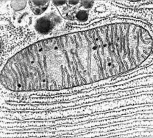 Descobriment del mitocondri