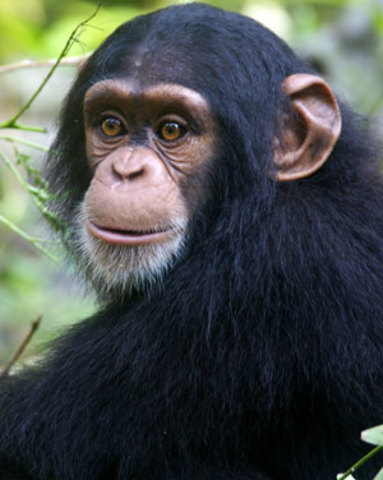 Chimpancé