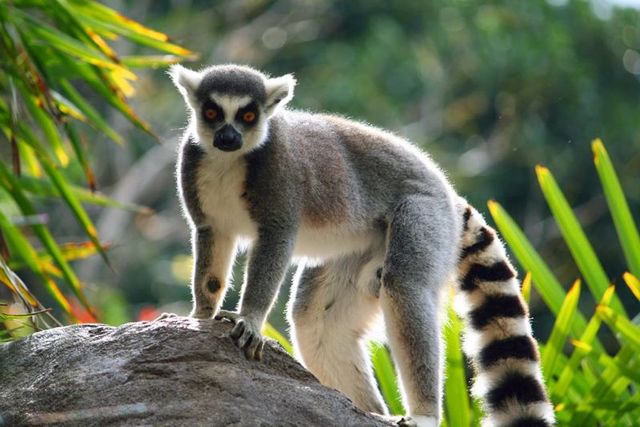 Lemur