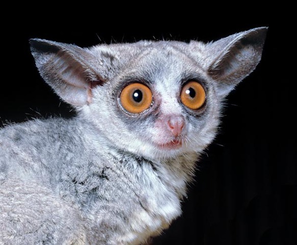 Galagos