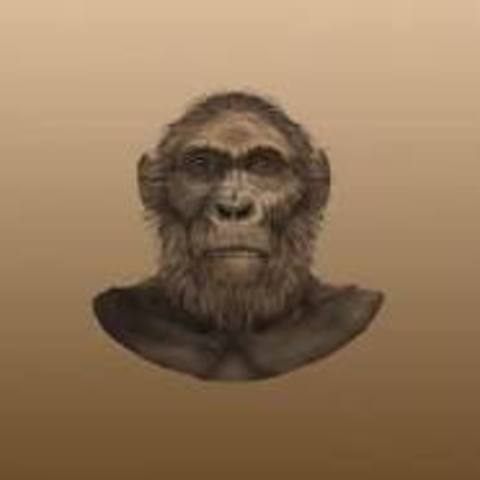PARANTHROPUS ROUSTUS